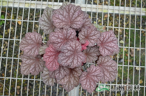 电竞比赛押注app