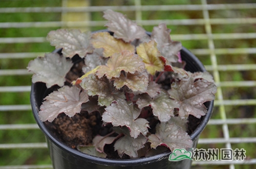 电竞比赛押注app