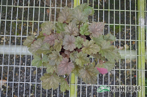 电竞比赛押注app