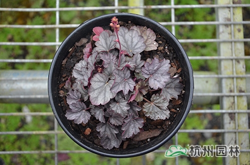 电竞比赛押注app