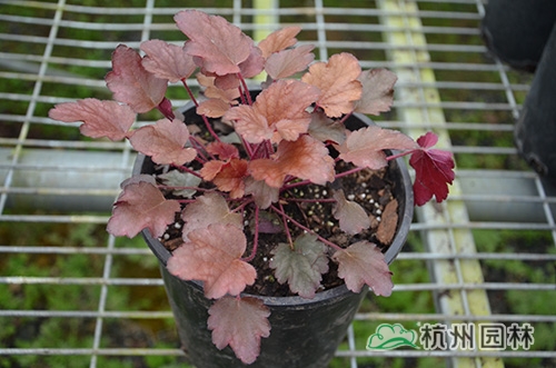 电竞比赛押注app