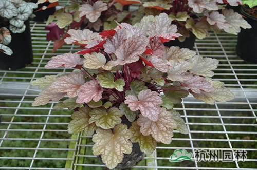 电竞比赛押注app