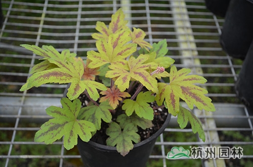 电竞比赛押注app