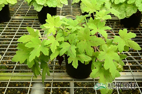 电竞比赛押注app