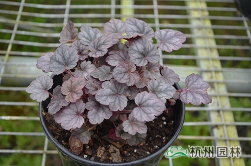 电竞比赛押注app