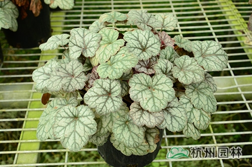 电竞比赛押注app