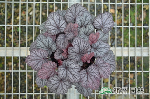 电竞比赛押注app