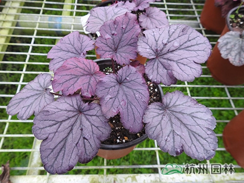 电竞比赛押注app