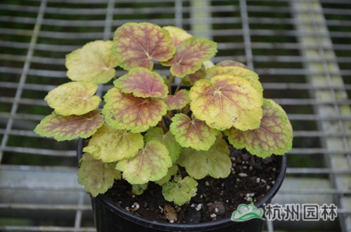 电竞比赛押注app