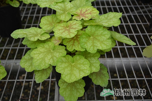 电竞比赛押注app