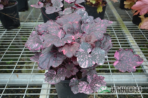 电竞比赛押注app