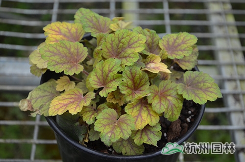 电竞比赛押注app