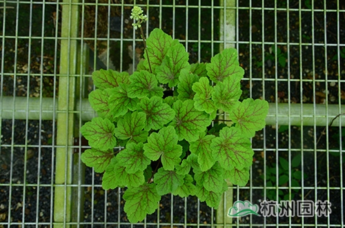 电竞比赛押注app