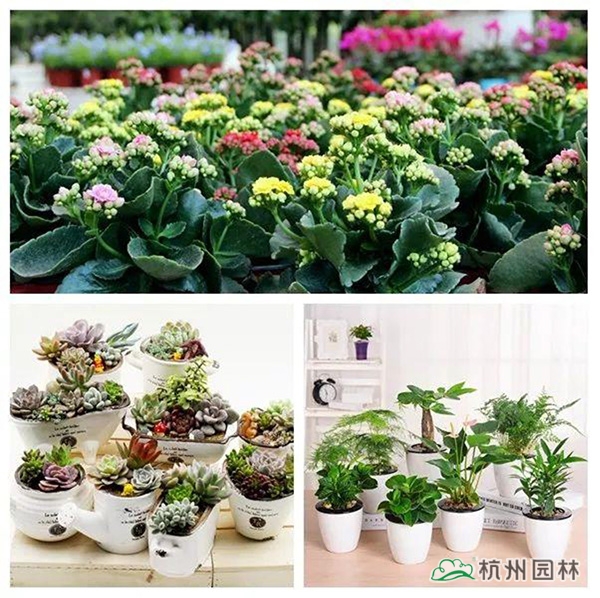 电竞比赛押注app