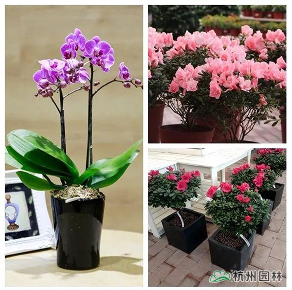 电竞比赛押注app