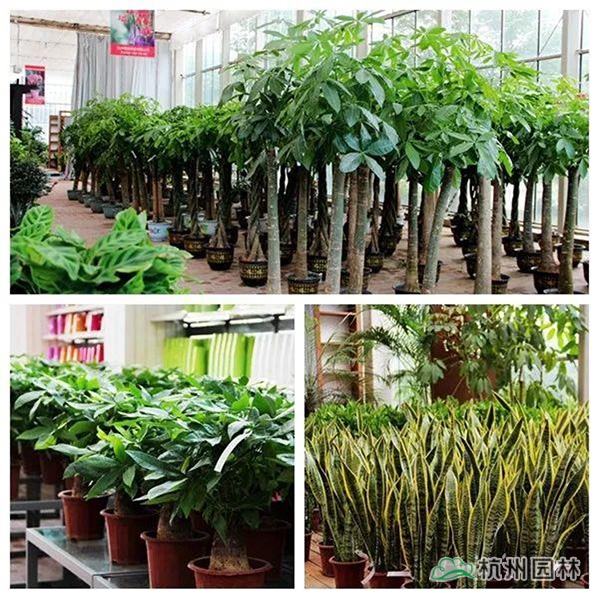 电竞比赛押注app