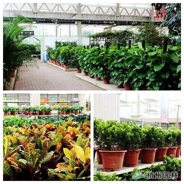 电竞比赛押注app