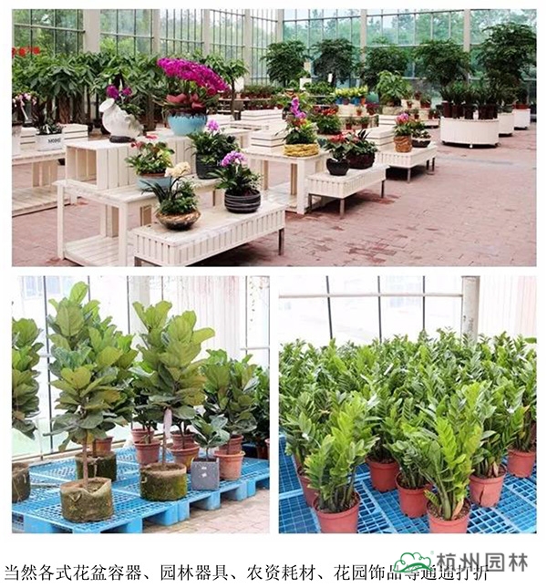 电竞比赛押注app