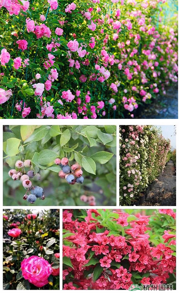 电竞比赛押注app