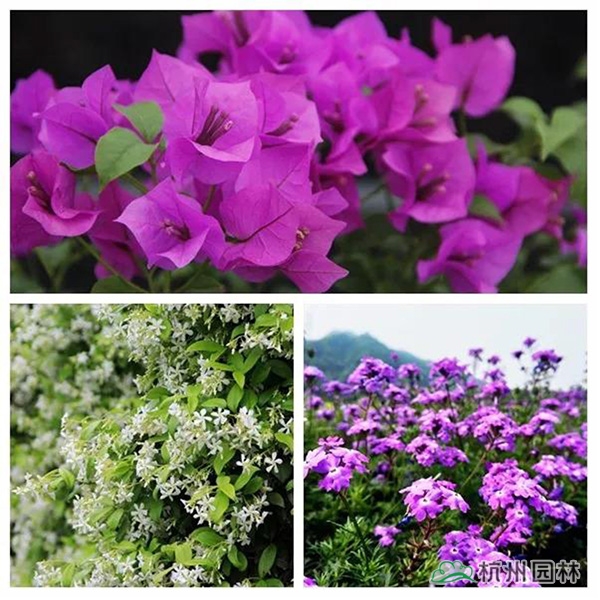 电竞比赛押注app