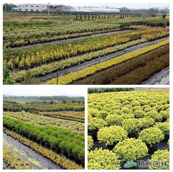 电竞比赛押注app