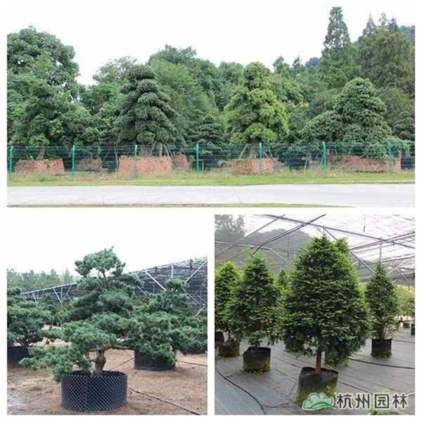 电竞比赛押注app