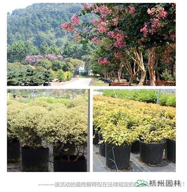 电竞比赛押注app