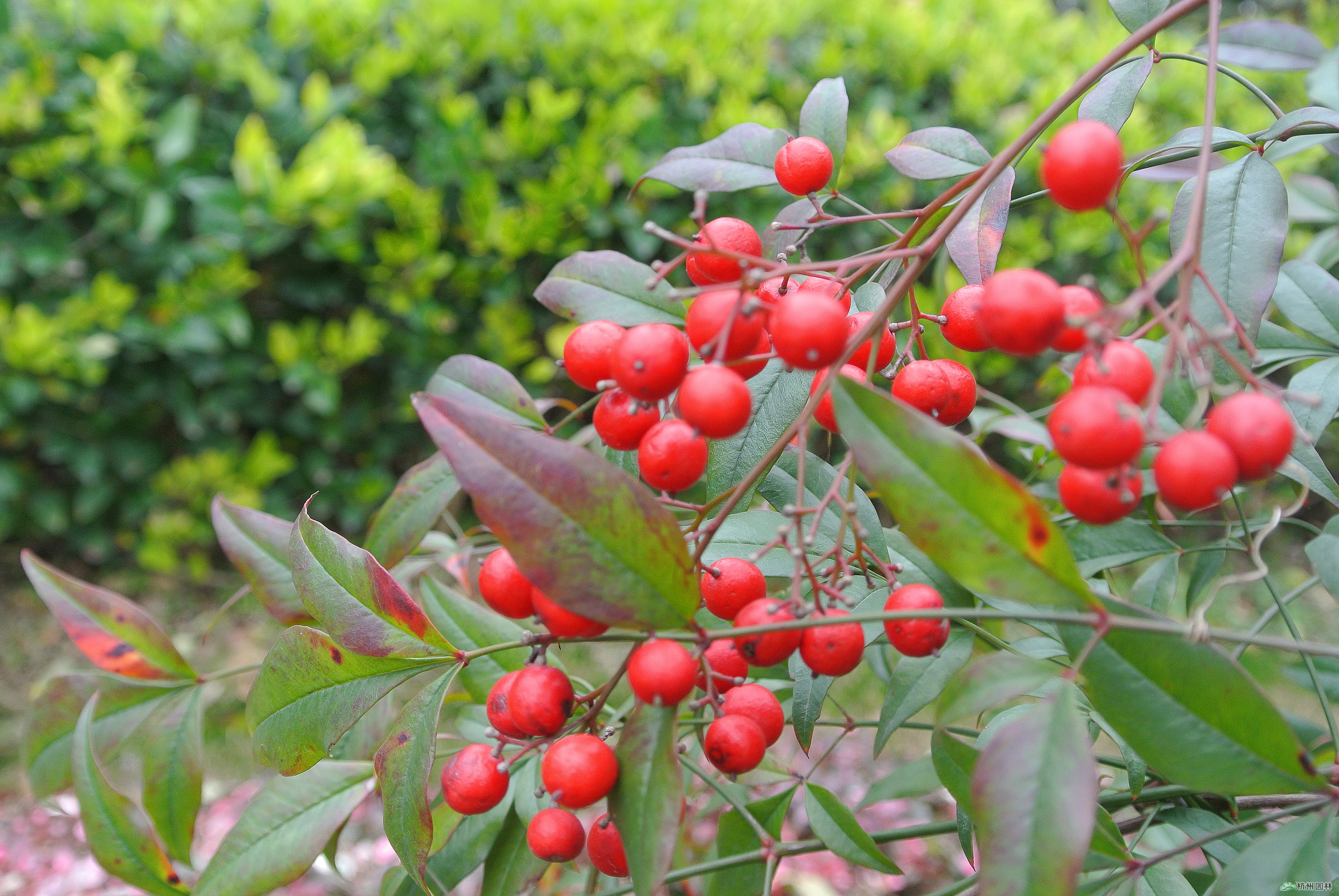 电竞比赛押注app