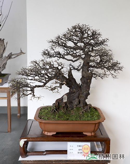 电竞比赛押注app