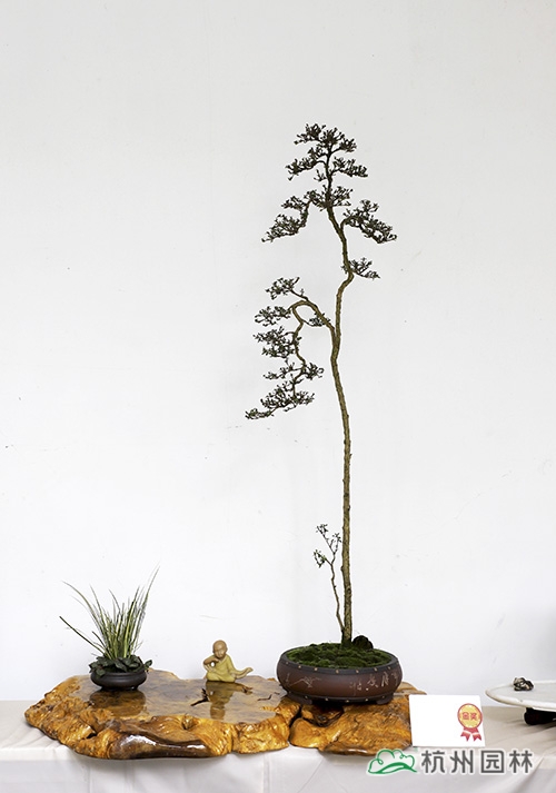 电竞比赛押注app