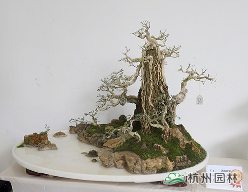 电竞比赛押注app