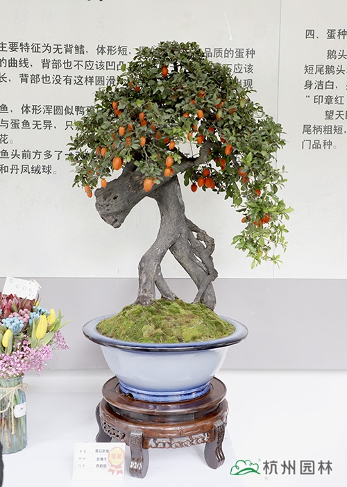 电竞比赛押注app