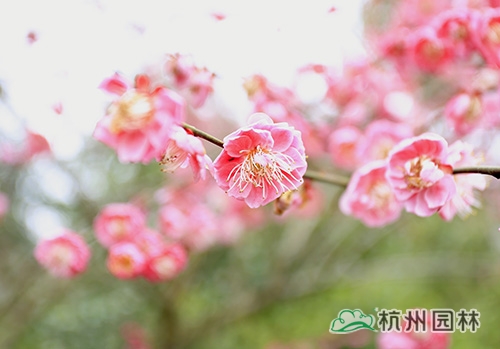 电竞比赛押注app