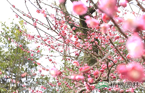 电竞比赛押注app