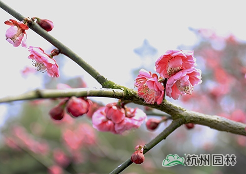 电竞比赛押注app