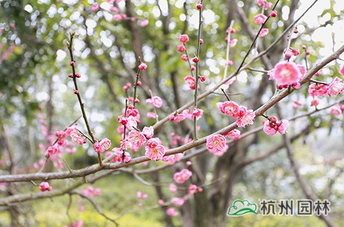 电竞比赛押注app