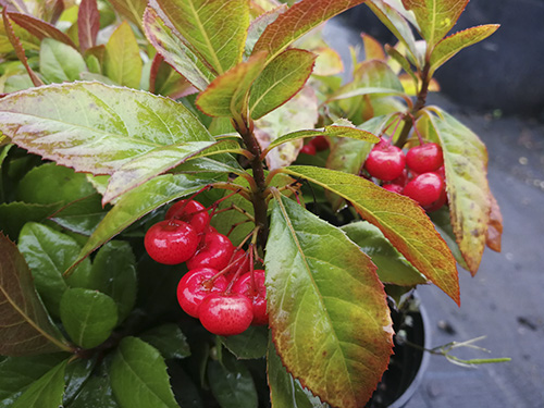 电竞比赛押注app