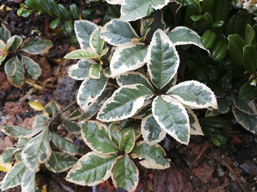 电竞比赛押注app