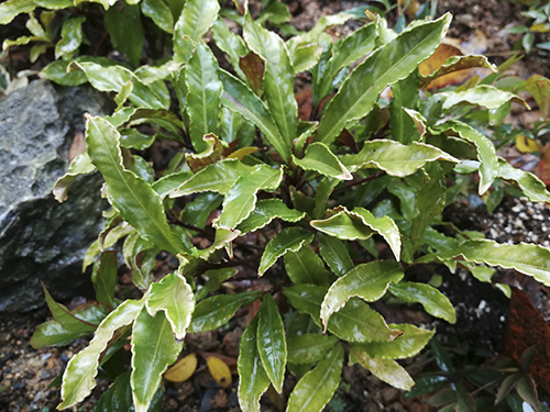 电竞比赛押注app