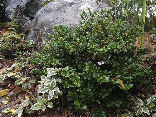 电竞比赛押注app