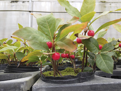 电竞比赛押注app