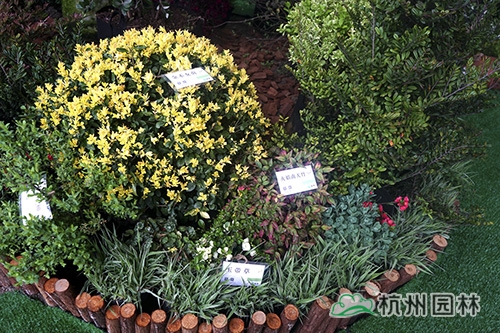 电竞比赛押注app