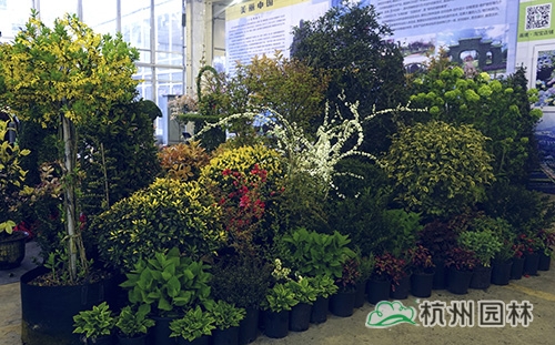 电竞比赛押注app