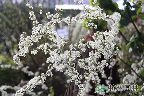 电竞比赛押注app