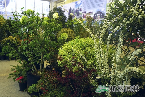 电竞比赛押注app