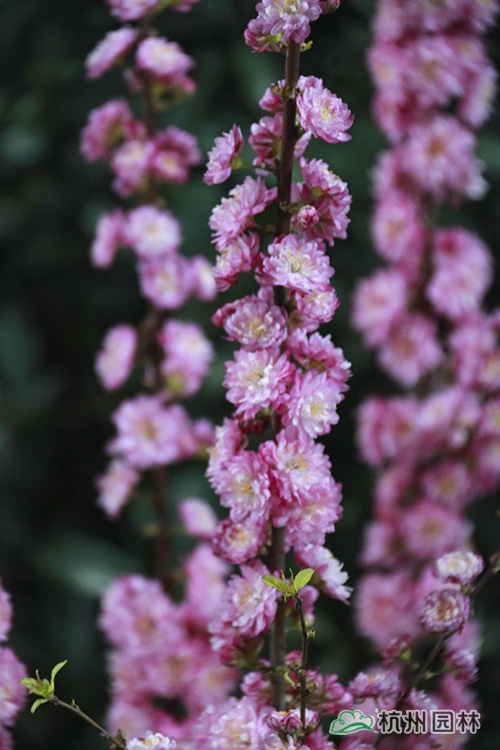 电竞比赛押注app