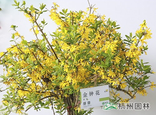 电竞比赛押注app