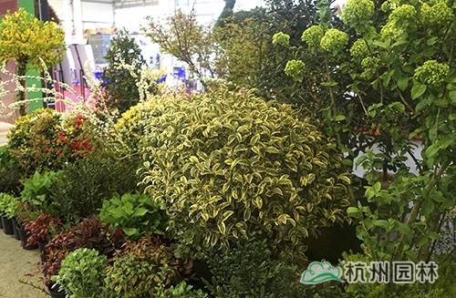 电竞比赛押注app