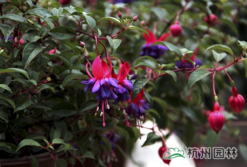 电竞比赛押注app