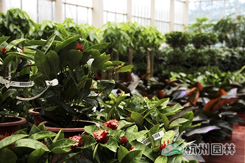 电竞比赛押注app